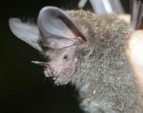 Figure 8. Mammals such as this big-eared bat, Micronycteris sp., feast on night-flying insects.