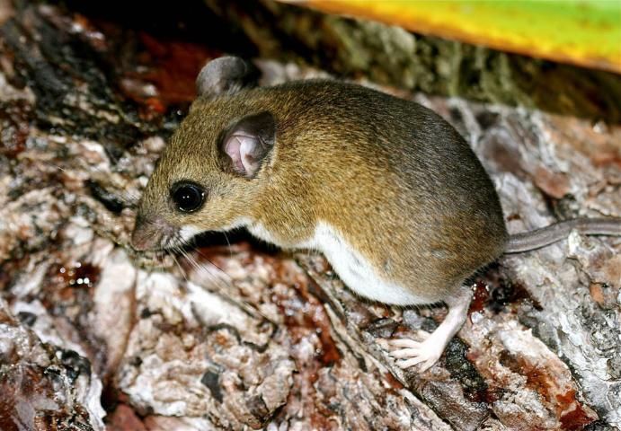 Figure 9. Small mammals, including this cotton mouse, Peromyscus gossypinus, often consume large numbers of insects, though most are omnivorous and can feed on many types of food.