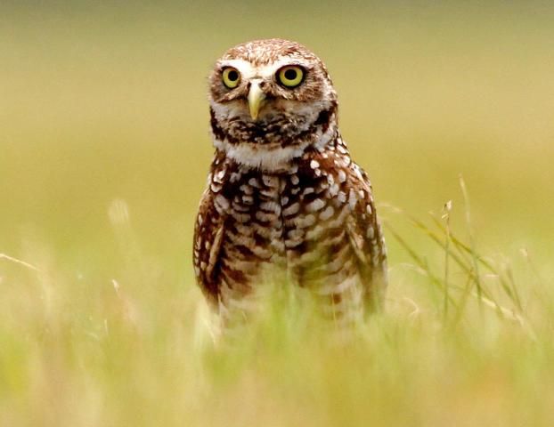 Figure 6. Predatory birds such as this burrowing owl, Athene cunicularia, as well as other small owls, hawks, and kites, are often thought of as feeding on mammals and birds, but insects are an important part in their diet.