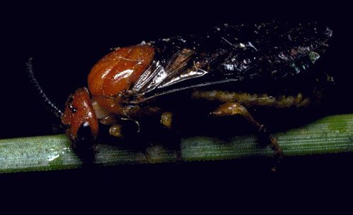 Figure 3. Lateral view of adult redheaded pine sawfly, Neodiprion lecontei (Fitch).