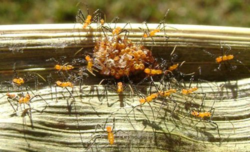 Figure 10. A mass of first instar nymphs of the milkweed assassin bug, Zelus longipes Linnaeus, hatching out of eggs laid on a sweet corn leaf.
