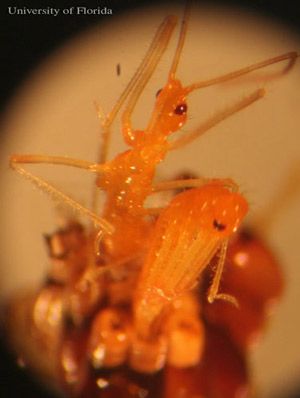 Figure 8. First instar nymphs of the milkweed assassin bug, Zelus longipes Linnaeus, hatching out of the eggs and slowly extending their legs.