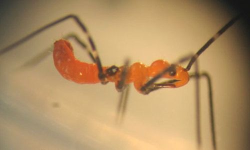 Figure 14. Lateral view of a third instar nymph of the milkweed assassin bug, Zelus longipes Linnaeus. Head is to the right and the stylet (pointing to the rear in the resting position) is visible under the head.