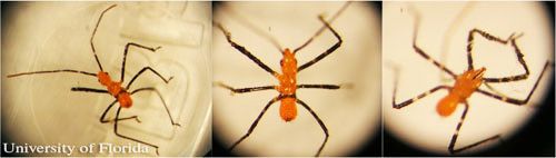 Figure 9. First instar nymph of the milkweed assassin bug, Zelus longipes Linnaeus, showing dorsal view (left and center) and ventral view (right).