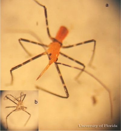 Figure 12. Anterior view of a second instar nymph (a) and the exuvia (b) of the milkweed assassin bug, Zelus longipes Linnaeus.