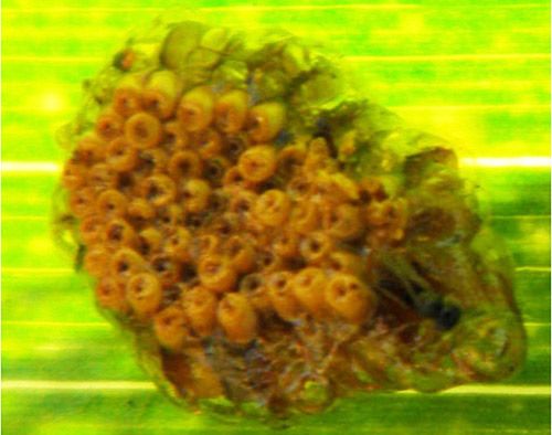 Figure 6. An egg mass of the milkweed assassin bug, Linnaeus, surrounded by a mucilaginous layer and laid on the lower surface of a sweet corn leaf. Notice that the egg opercula are not covered.