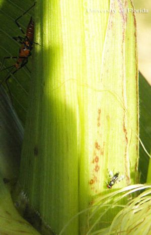 Figure 16. Adult milkweed assassin bug, Zelus longipes Linnaeus, lying in ambush (in the shadows upper left) with its forelegs raised just before attacking its prey, a cornsilk fly, Euxesta stigmatias Loew, (lower right).