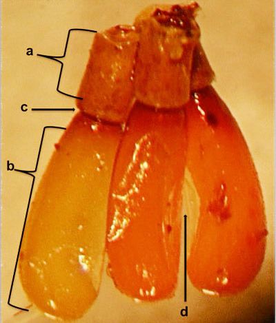 Figure 5. Lateral view of eggs of the milkweed assassin bug, Linnaeus, showing the operculum (a), the main eggshell (b), the waist-like junction (c), and the egg flattened at one side with a slight curve inwards (d).