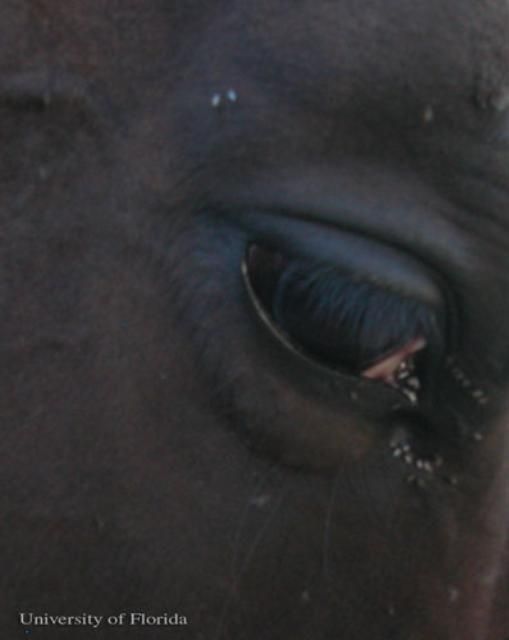 Figure 5. Congregation of adult Liohippelates spp. around the eye of a horse.