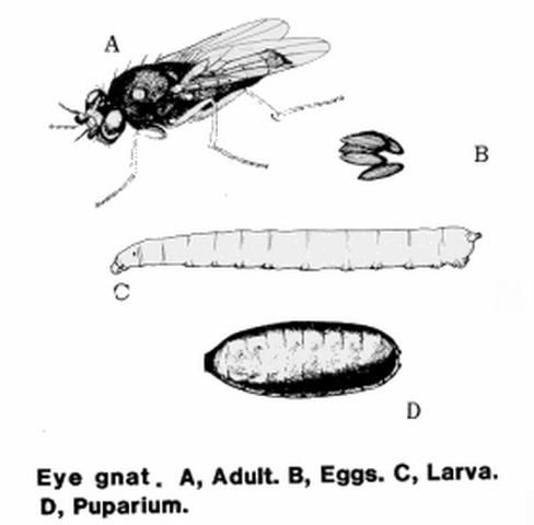 Figure 4. Life cycle of Liohippelates species