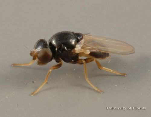 Figure 1. Lateral view of an adult Liohippelates sp., from a horse farm in north central Florida.