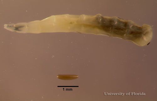 Figure 4. Egg (bottom) and third instar larva (top - head at left) of a horn fly, Haematobia irritans irritans (Linnaeus).