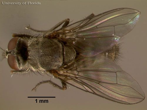 Figure 1. Dorsal view of an adult horn fly, Haematobia irritans irritans (Linnaeus).
