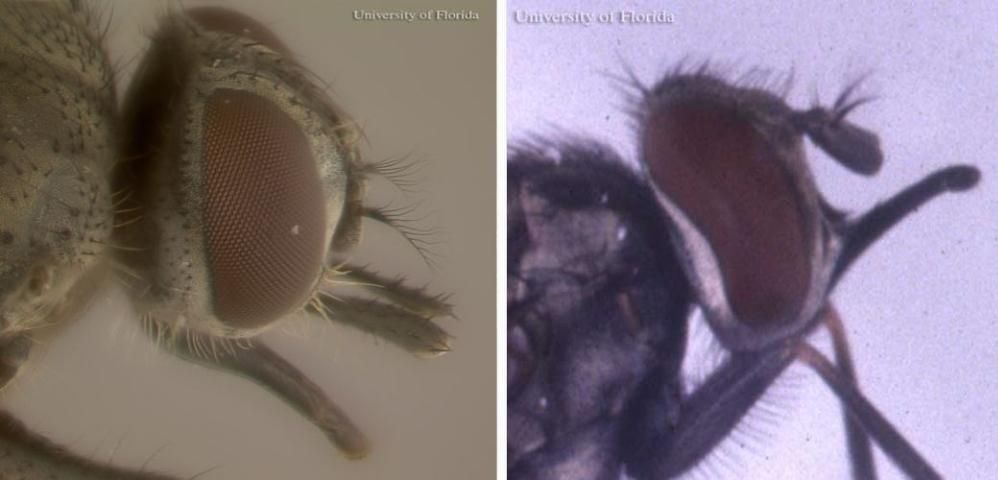 Figure 3. Side views of horn fly, Haematobia irritans irritans (Linnaeus) (left); and stable fly, Stomoxys calcitrans (Linnaeus) (right). The maxillary palpi of the horn fly are nearly as long as its proboscis, whereas the stable fly's palpi are considerably shorter than its proboscis.