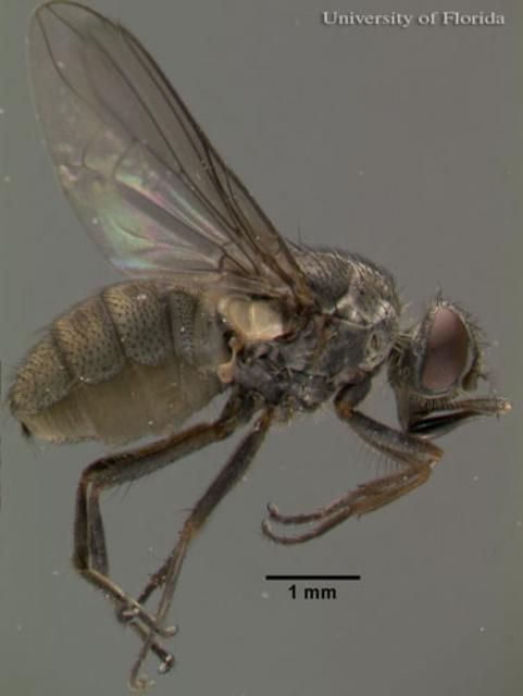 Figure 2. Lateral view of an adult horn fly, Haematobia irritans irritans (Linnaeus).
