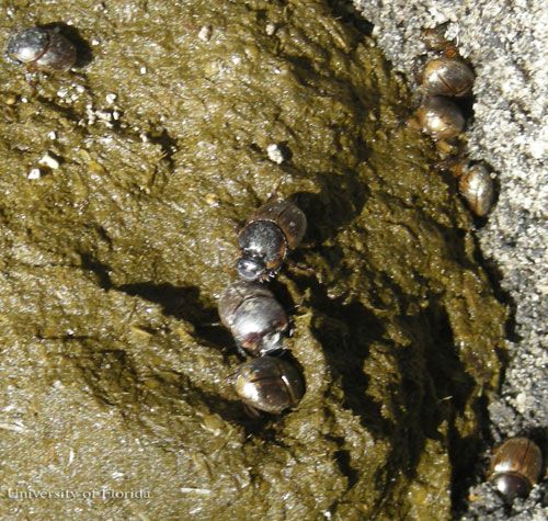 Figure 9. Onthophagous gazella Fabricius, a common scarab beetle in Florida, on a cattle dung pat. This and other dung beetles bury large portions of the manure and accelerate manure drying, creating competition for the larvae of the horn fly, Haematobia irritans irritans (Linnaeus), that live in the pat.