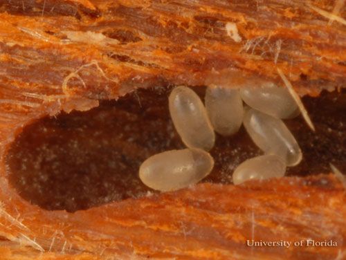 Figure 5. Eggs of the redbay ambrosia beetle, Xyleborus glabratus Eichhoff, inside gallery that an adult female constructed.
