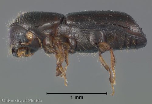 Figure 2. Lateral view of an adult female redbay ambrosia beetle, Xyleborus glabratus Eichhoff.