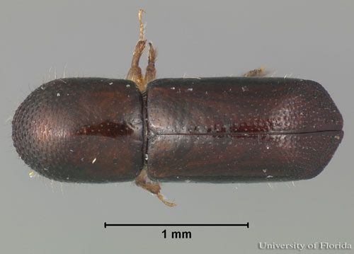 Figure 1. Dorsal view of an adult female redbay ambrosia beetle, Xyleborus glabratus Eichhoff.