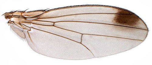 Figure 4. Wing of an adult male spotted-wing drosophila, Drosophilia suzukii (Matsumura).Spotless males are also possible, but are rarely observed in the field.