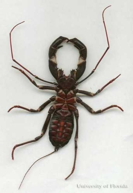 Figure 3. Ventral view of the giant whip scorpion or 'vingaroon', Mastigoproctus giganteus giganteus (Lucas).