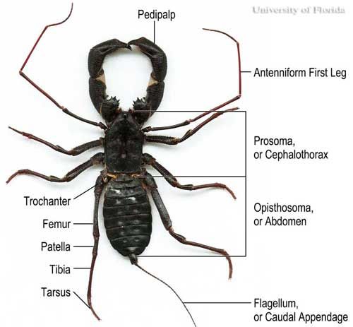 Figure 2. Dorsal view and anatomical features of the giant whip scorpion or 'vingaroon', Mastigoproctus giganteus giganteus (Lucas).