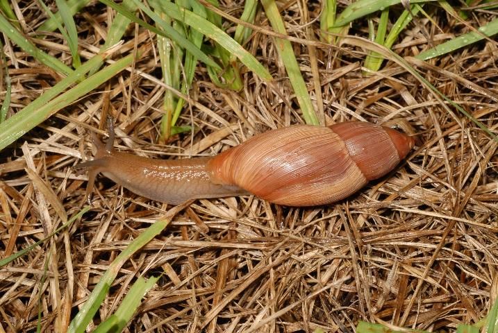 Figure 5. Euglandina rosea, a common predator of snails and slugs in Florida.