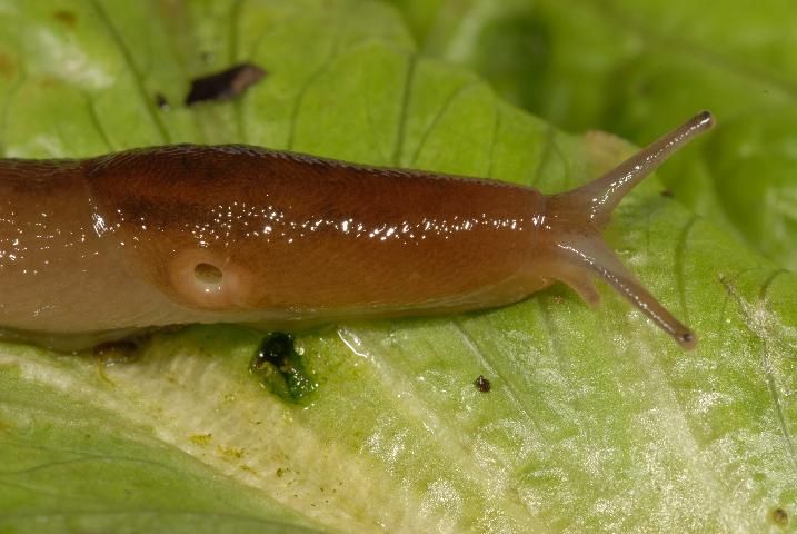 Figure 1. Lateral view of slug showing the breathing pore (pneumostome) open. When closed, the pore can be difficult to locate. Note that there are two pairs of tentacles, with the larger, upper pair bearing visual organs.