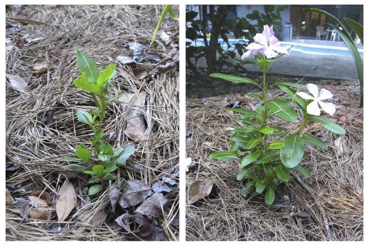 Figure 4. Foliar injury to a Madagascar periwinkle (vinca) plant (left) caused by Deroceras laeve slugs and, for comparison, an undamaged plant of the same age growing nearby (right). Note that in this case, although plant tissue has been consumed, holes are largely absent, making it more difficult to detect slug feeding.