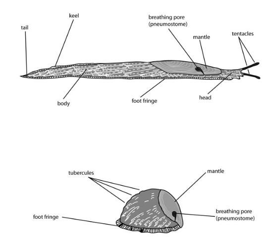 Figure 6. Diagram of extended (above) and contracted (below) slugs, with key morphological features labeled.