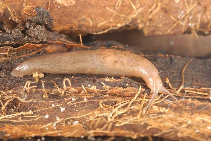Figure 19. Marsh slug, Deroceras laeve (Müller, 1774), brownish morph.