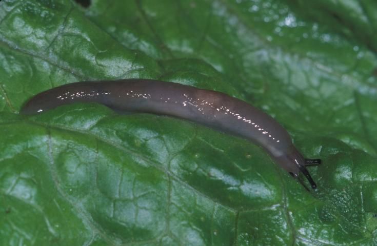 Figure 18. Bean slug or Caribbean leatherleaf, Sarasinula plebeia (P. Fischer 1868).
