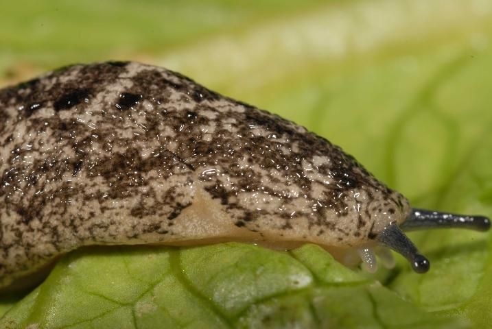 Figure 12. Lateral view of the anterior area of the Carolina mantleslug, Philomycus carolinianus (Bosc, 1802) with the mantle showing light pigmentation at the site (center) of the breathing pore.