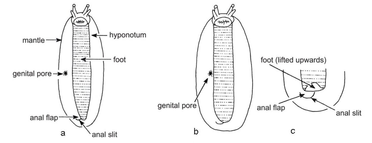 Figure 8. View of veronicellid slugs showing diagnostic features visible from below (ventrally). Drawing on left (a) illustrates genital pore not adjacent to foot, near center of hyponotum; drawing in center (b) shows genital pore adjacent to foot, at the edge of the hyponotum; and drawing on right (c) shows tip of foot being lifted to expose anal slit.