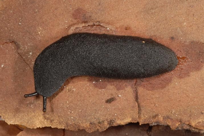 Figure 15. Black-velvet leatherleaf, Belocaulus angustipes (Heynemann, 1885).