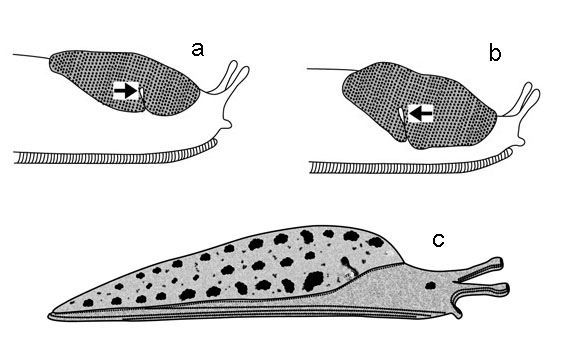 Figure 7. Diagram of slugs, showing two types of mantles, and alternate positions of the breathing pore (the arrow points to pore) relative to mid-point of mantle. Slugs at top (a,b) have the mantle located only anteriorly. This is often called a 'saddle-like' mantle. Slug 'a' shows anterior (relative to the mid-point) location of pore; slug 'b' shows posterior location. The slug shown below (c) has the mantle covering 2/3 of its body, but the anterior (head) region is exposed. Several slugs found in Florida have yet another mantle arrangement, wherein the entire dorsal surface is covered with the mantle.