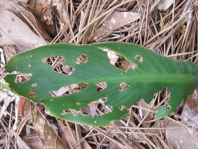 Figure 3. Foliar damage to an emerging canna plant caused by Deroceras laeve. Although this type of damage is evident, it is not necessarily diagnostic of slugs, because snails, beetles, grasshoppers, and caterpillars often inflict the same type of injury.