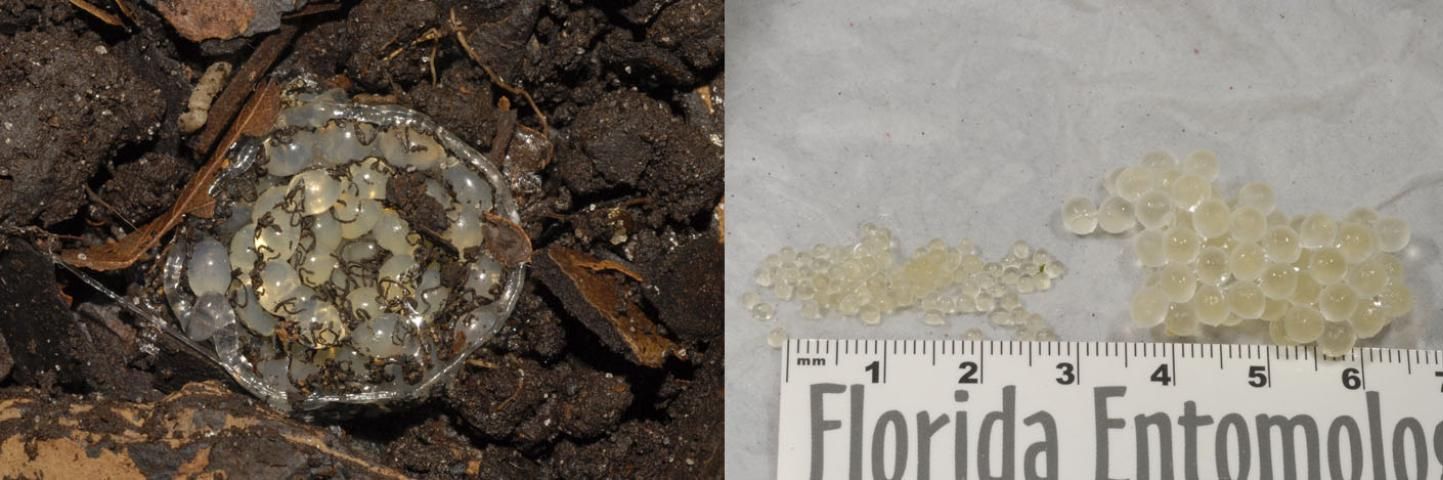 Figure 2. Slug eggs: (left) egg cluster of Leidyula floridana. These slugs deposit their eggs in a spiral. Other species (right) deposit their eggs in a loose cluster, or a small number of eggs per cluster. Smaller eggs are those of Deroceras sp.; larger eggs are Philomycus sp.