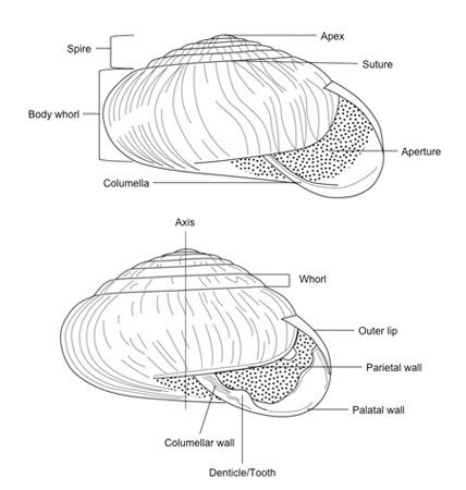 Figure 1. Diagram of typical snail shell showing major features.