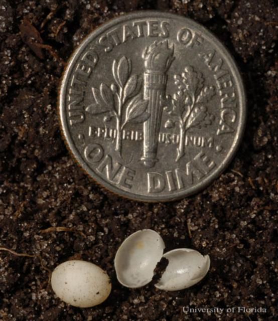 Figure 28. Eggs of the rosy wolf snail, Euglandina rosea (Férussac 1821), with dime shown for scale.