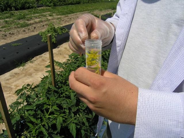 Figure 4. Placing tomato flowers in vials with 70% alcohol.