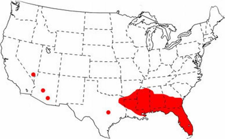 Figure 1. Distribution of Brachymyrmex patagonicus Mayr in the United States as of 2008.