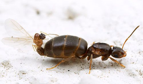 Figure 13. Mating pair of alates of the dark rover ant, Brachymyrmex patagonicus Mayr.