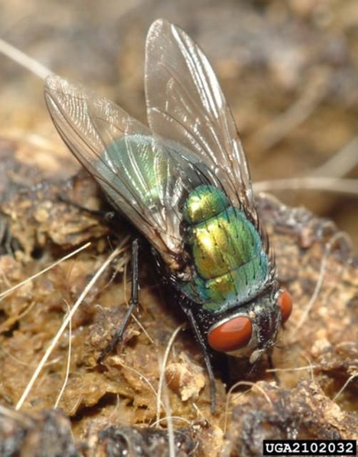 Figure 2. Dorsal view of the common green bottle fly, Lucilia sericata (Meigen).