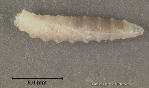 Figure 16. Lateral view of 3rd instar larva of Sarcophaga crassipalpis Macquart, a flesh fly, with scale size. The head is to the right.