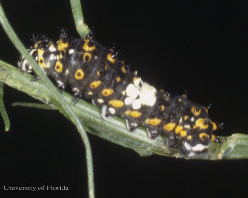 Figure 7. Lateral view of a 2nd instar larva of the eastern black swallowtail, Papilio polyxenes asterius (Stoll). Head is to the left.