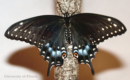 Figure 1. Adult female eastern black swallowtail, Papilio polyxenes asterius (Stoll), with wings spread.