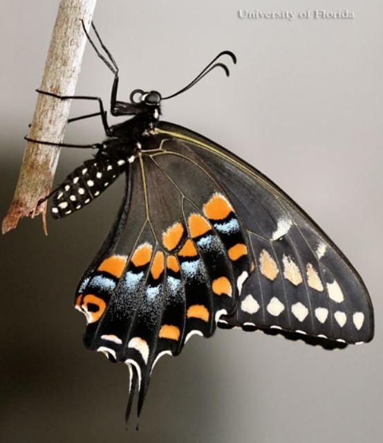 Figure 2. Adult female eastern black swallowtail, Papilio polyxenes asterius (Stoll), with wings closed