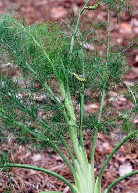 Figure 22. Sweet fennel, Foeniculum vulgare Mill., a host of the eastern black swallowtail, Papilio polyxenes asterius (Stoll).
