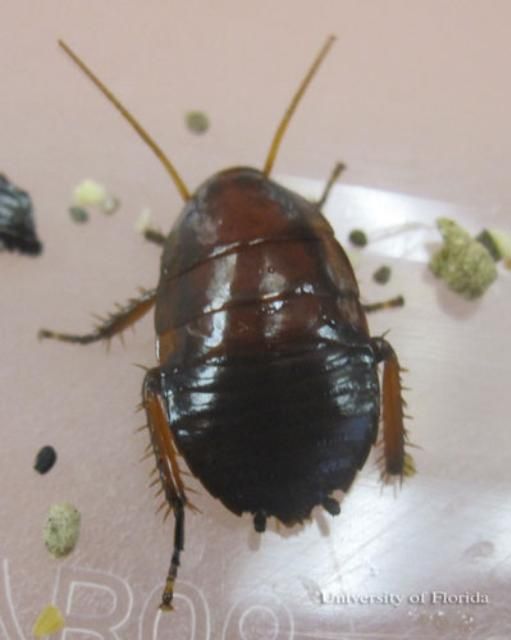 Figure 10. Nymph of the Florida woods cockroach, Eurycotis floridana (Walker), without yellow margins on the pro-, meso-, and metanota.